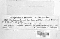 Uromyces geranii image